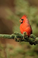 Cardinal rouge