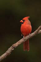 Cardinal rouge
