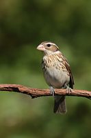 Jeune cardinal à poitrine rose