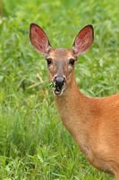 Cerf de Virginie