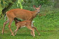 Cerf de Virginie