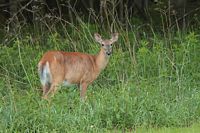 Cerf de Virginie