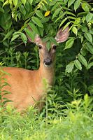 Cerf de Virginie