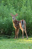 Jeune cerf de Virginie