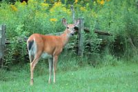 Cerf de Virginie