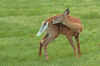 Cerf de Virginie