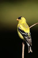 Chardonneret jaune