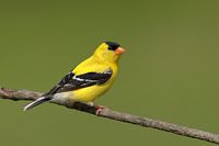 hardonneret jaune mâle