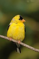 Chardoneret jaune