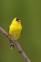 Chardoneret jaune