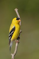 Chardonneret jaune mâle