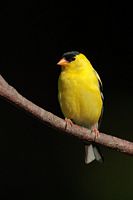 Chardonneret jaune