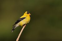 Chardonneret jaune