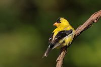 Chardonneret jaune