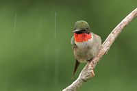 Colibri à gorge rubis sous la pluie