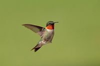 Colibri à gorge rubis mâle