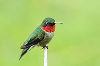 Colibri à gorge rubis