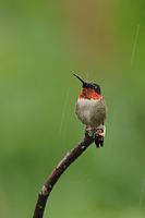 Colibri à gorge rubis mâle