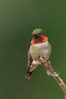 Colibri à gorge rubis mâle