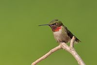 Colibri à gorge rubis