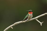 Colibris à gorge rubis