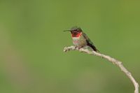 Colibris à gorge rubis