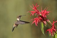 Colibri à gorge rubis