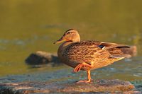 Canard colvert