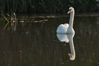 Cygne tuberculé