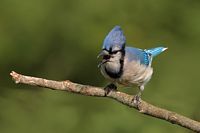 Geai bleu