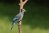 Jeune geai bleu