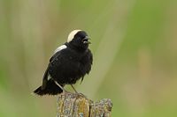 Goglu des prés