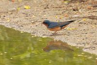 Hirondelle rustique