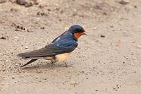 Hirondelle rustique
