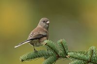 Junco ardoisé