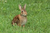 Lapin à queue blanche