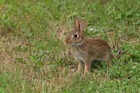Jeune lapin à queue blanche