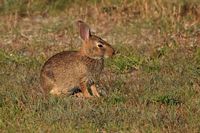 Jeune lapin à queue blanche