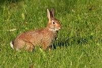 Lapin à queue blanche