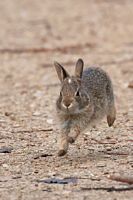 Jeune lapin à queue blanche