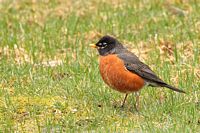 Merle d'Amérique mâle