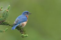 Merle bleu mâle