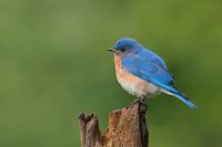 Merle bleu mâle