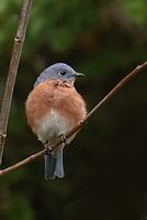 Merle bleu