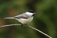 Mésange à tête noire