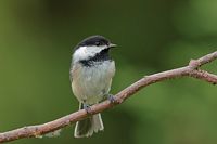 Mésange à tête noire