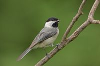 Mésange à tête noire