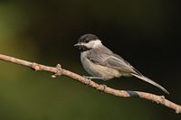 Mésange à tête noire