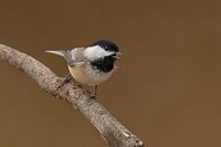 Mésange à tête noire