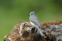 Mésange bicolore